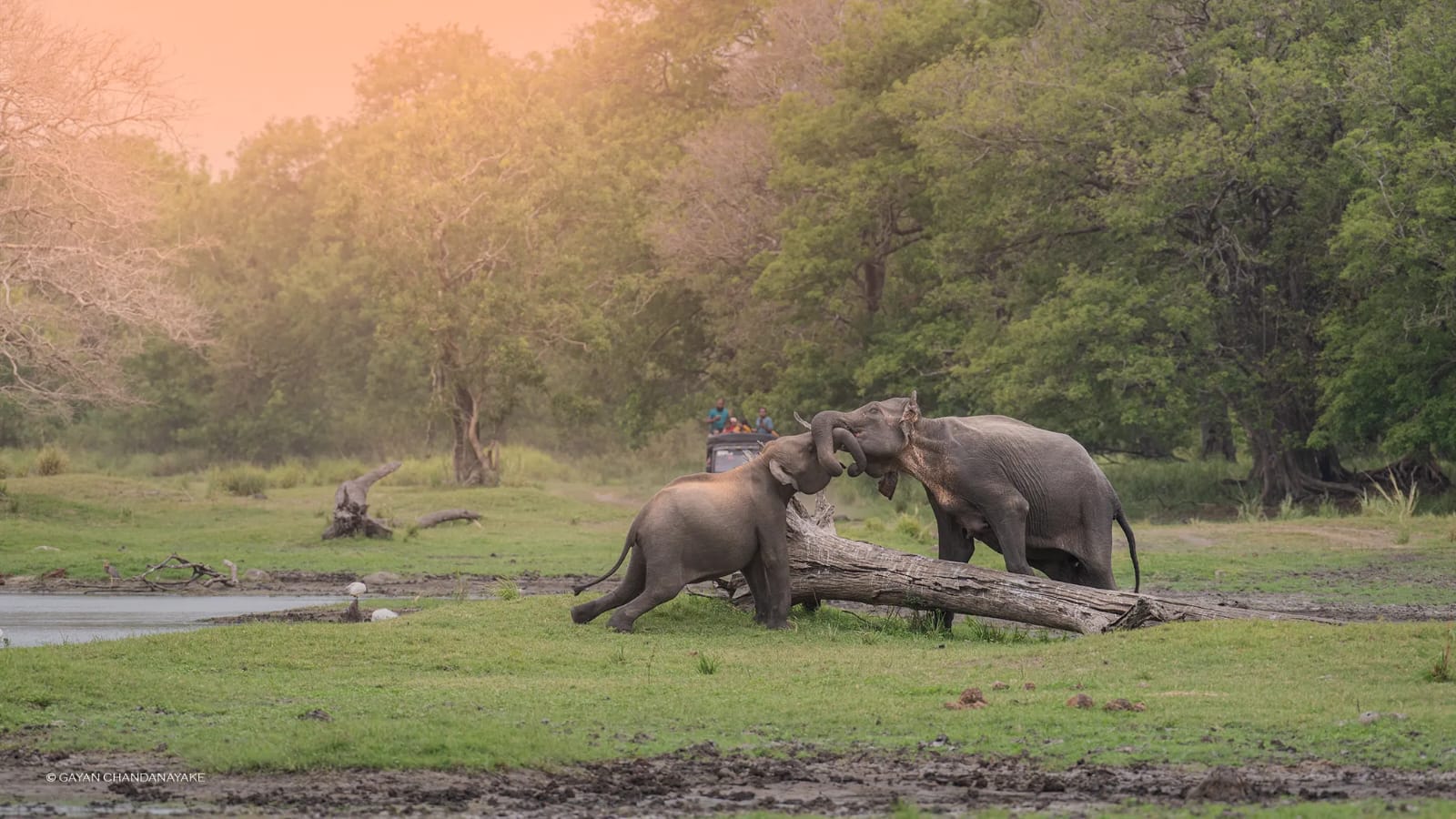 7 Hour Safari