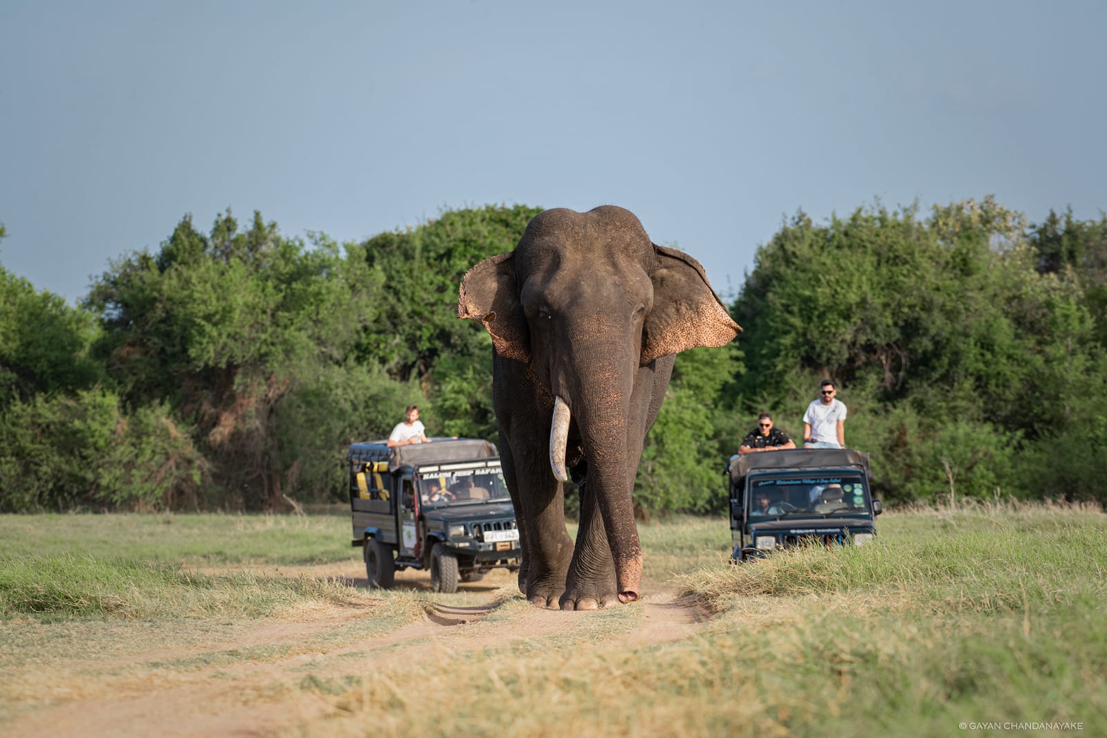 Full Day Safari